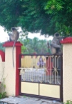 monkeys guard a temple